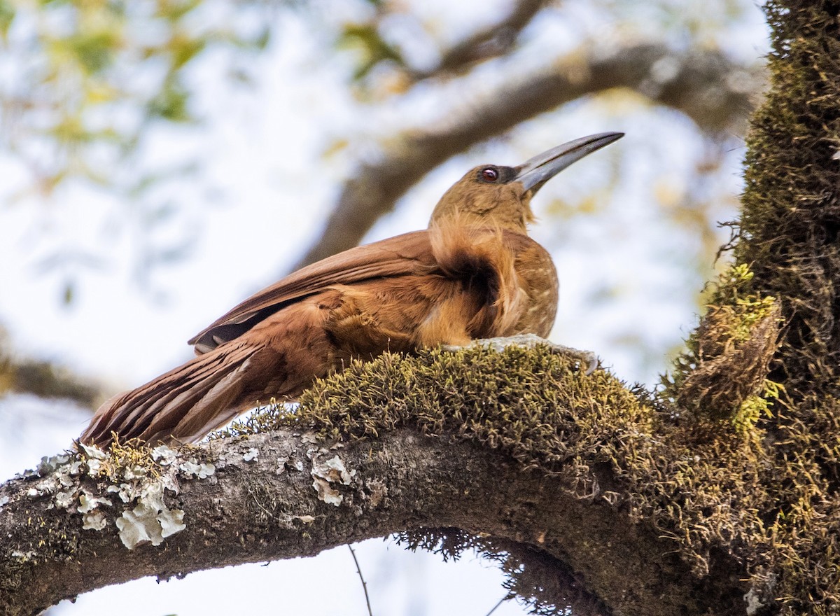 Great Rufous Woodcreeper - ML473295991