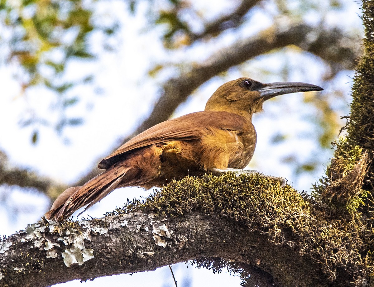 Great Rufous Woodcreeper - ML473296041