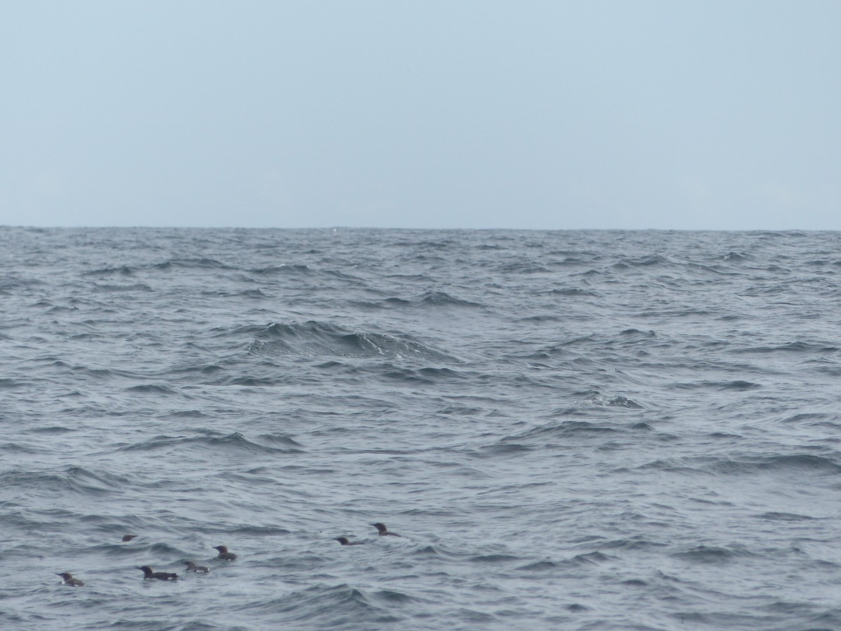 Common Murre - ML473297241