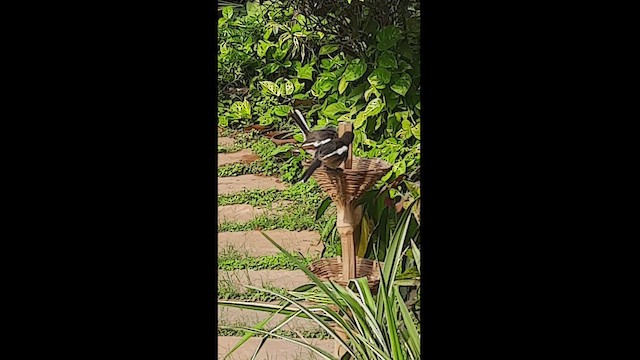 鵲鴝 - ML473299481