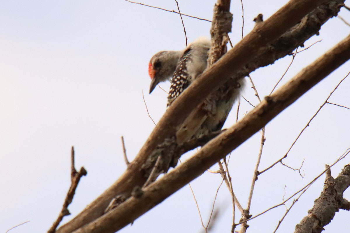 Red-bellied Woodpecker - ML473299591
