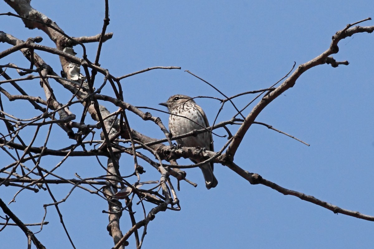 Böhm's Flycatcher - ML47330041