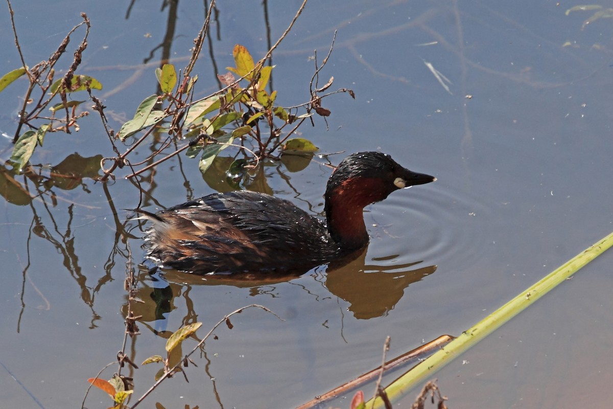 dvergdykker (ruficollis gr.) - ML47330081