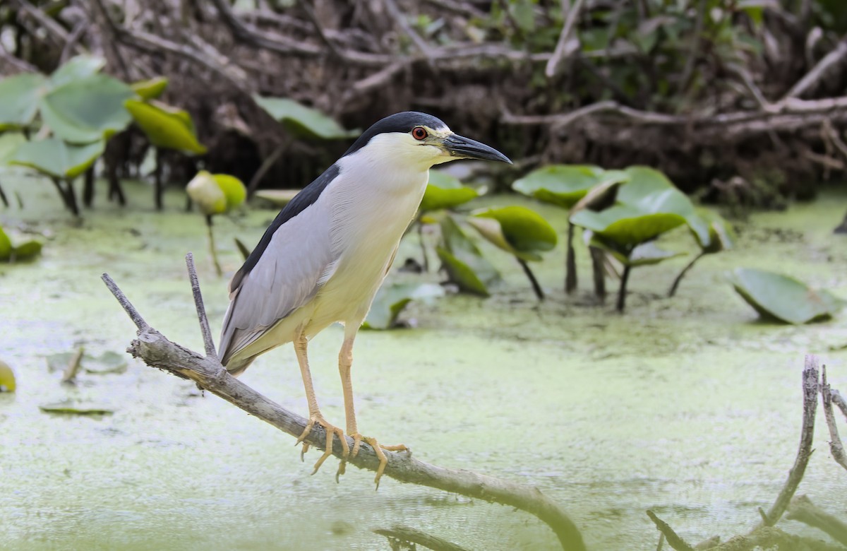 Black-crowned Night Heron - ML473300901