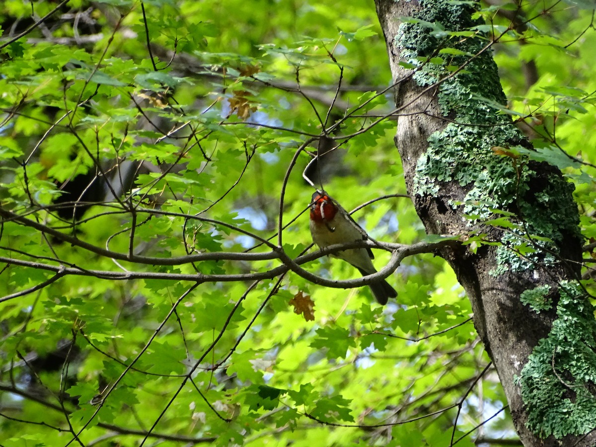 Red-faced Warbler - ML473301111