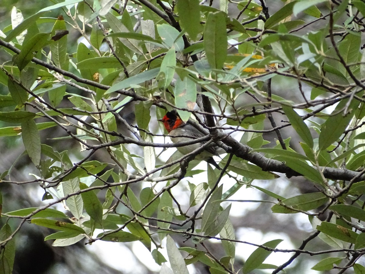 Red-faced Warbler - ML473301161