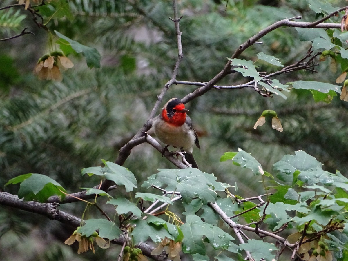 Red-faced Warbler - ML473301171