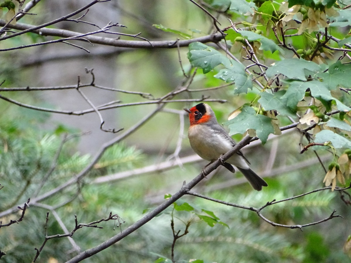 Red-faced Warbler - ML473301221