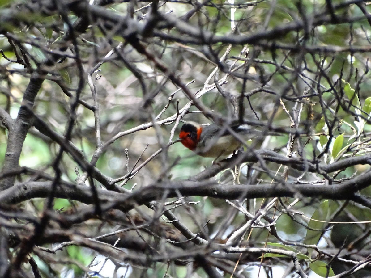 Red-faced Warbler - ML473301231