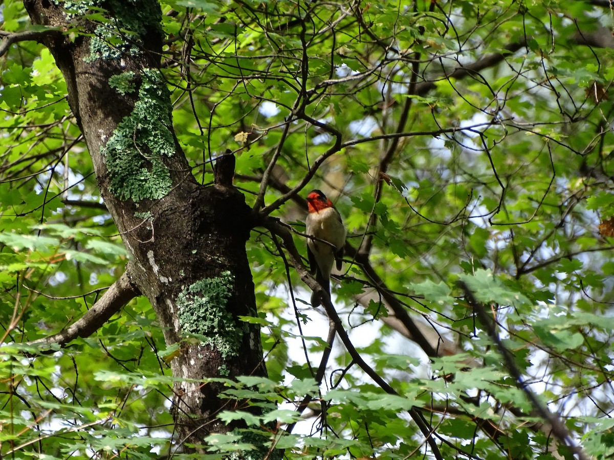 Red-faced Warbler - ML473301241