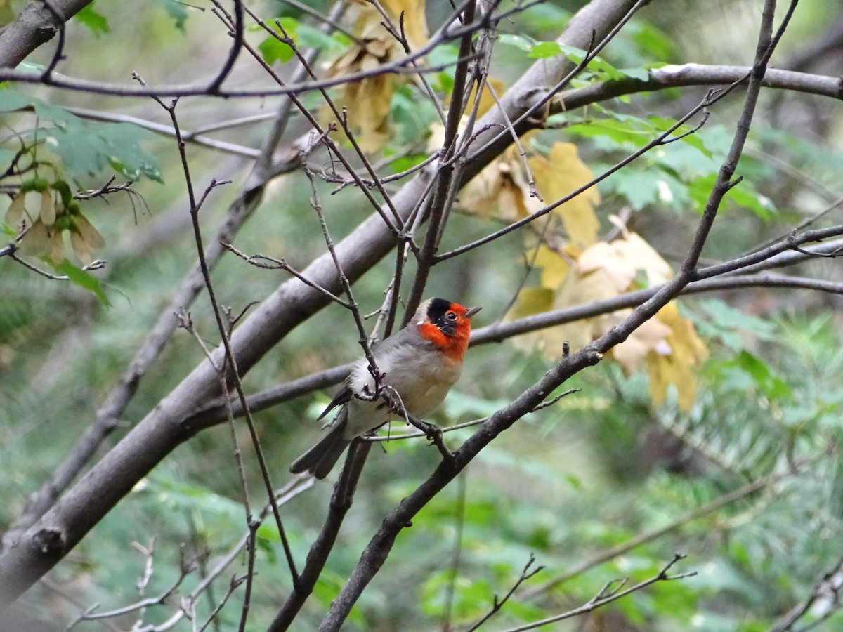 Red-faced Warbler - ML473301251