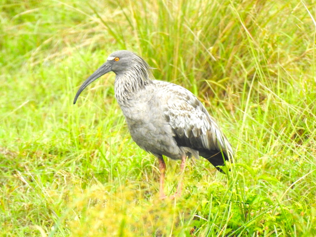 ibis běločelý - ML473302871