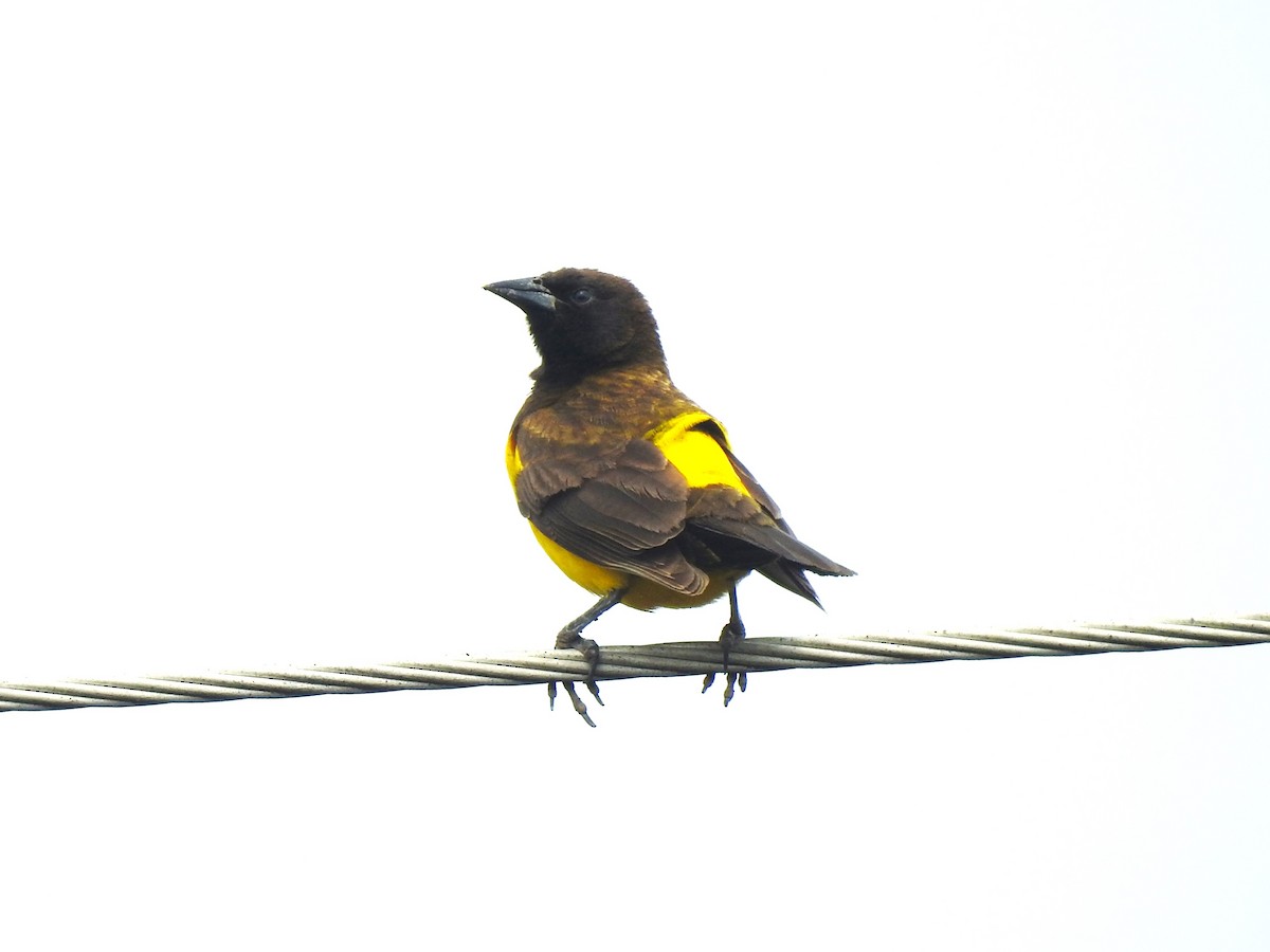 Yellow-rumped Marshbird - ML473303461