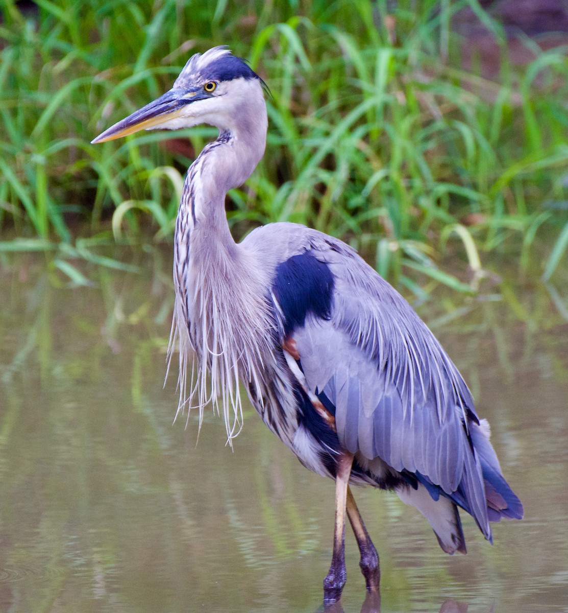 Great Blue Heron - ML473303481