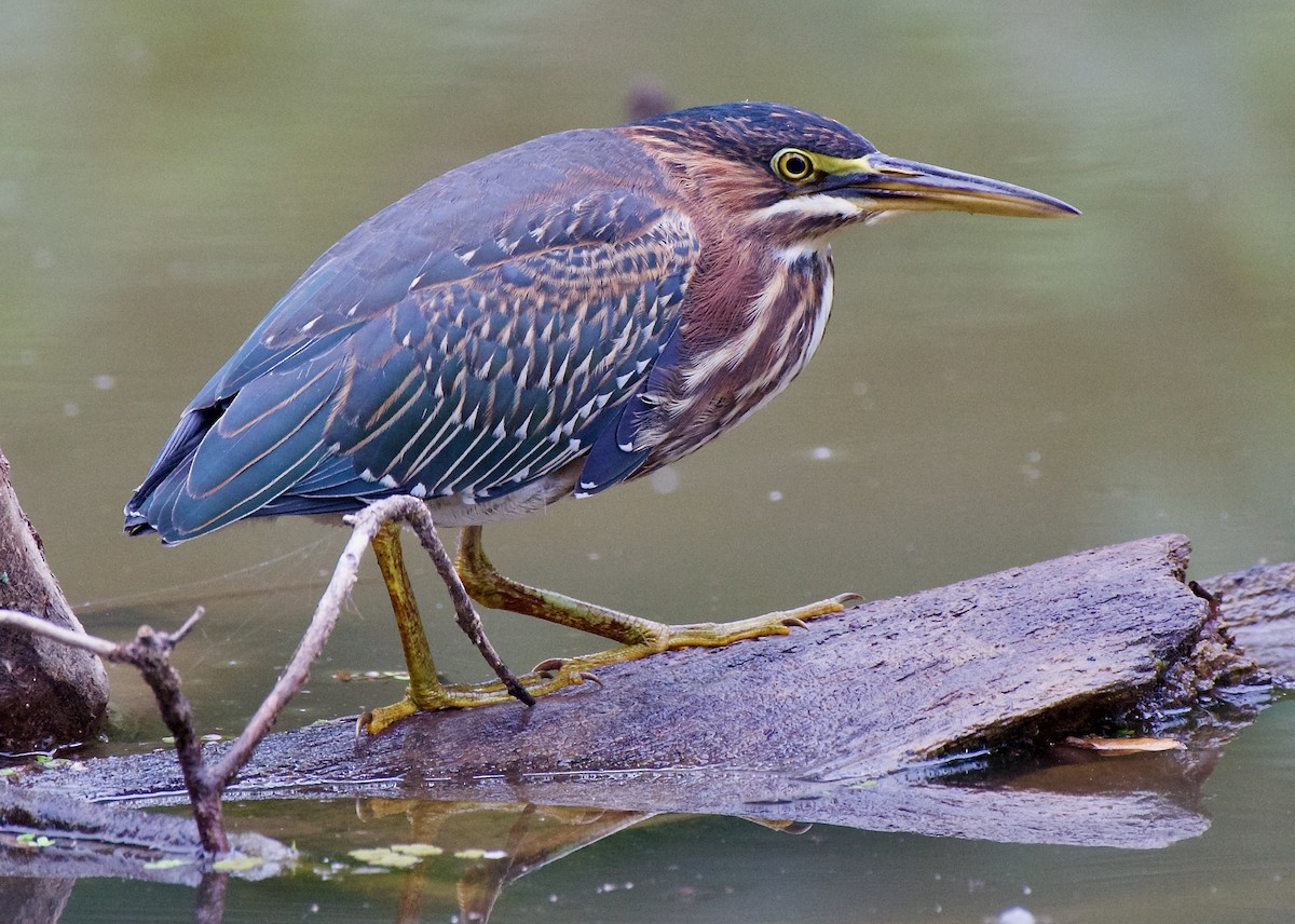 Green Heron - ML473303531