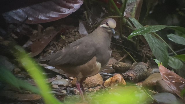 Olive-backed Quail-Dove - ML473303551