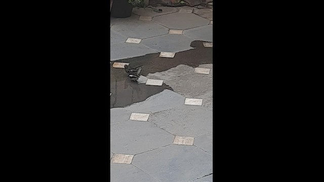 鵲鴝 - ML473303571