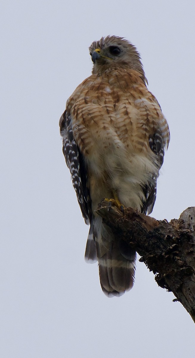 Red-shouldered Hawk - ML473303581