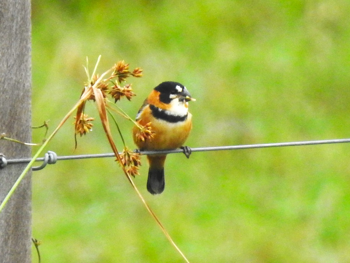Rusty-collared Seedeater - ML473303891