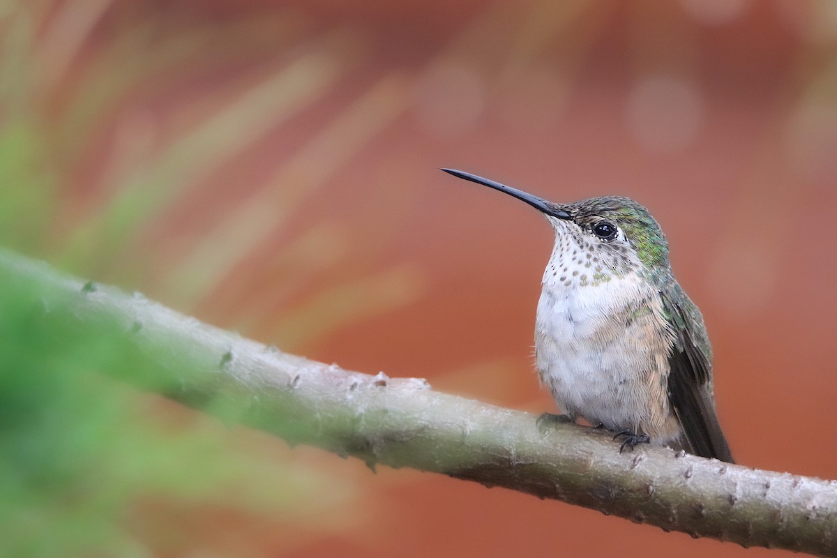 Broad-tailed Hummingbird - ML473303931