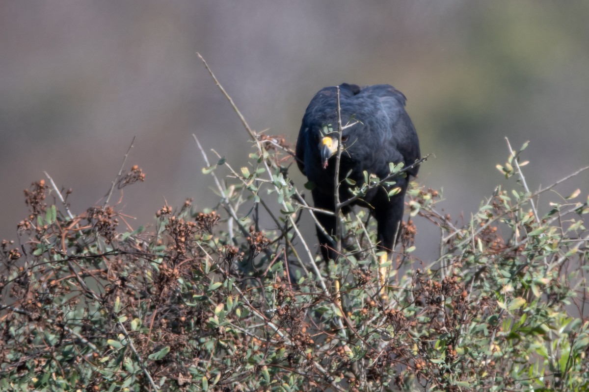 Great Black Hawk - ML473304361