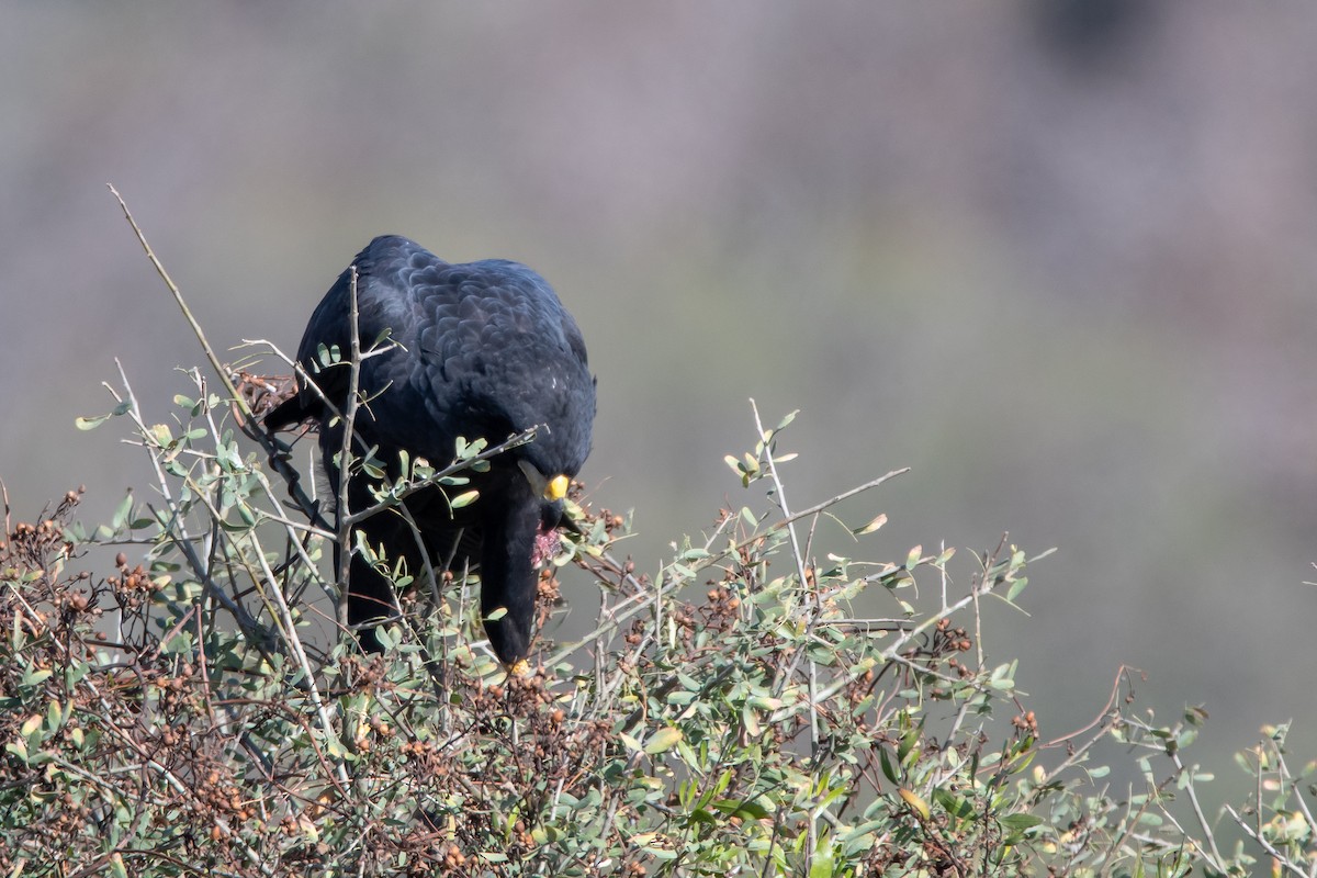 Great Black Hawk - ML473304371