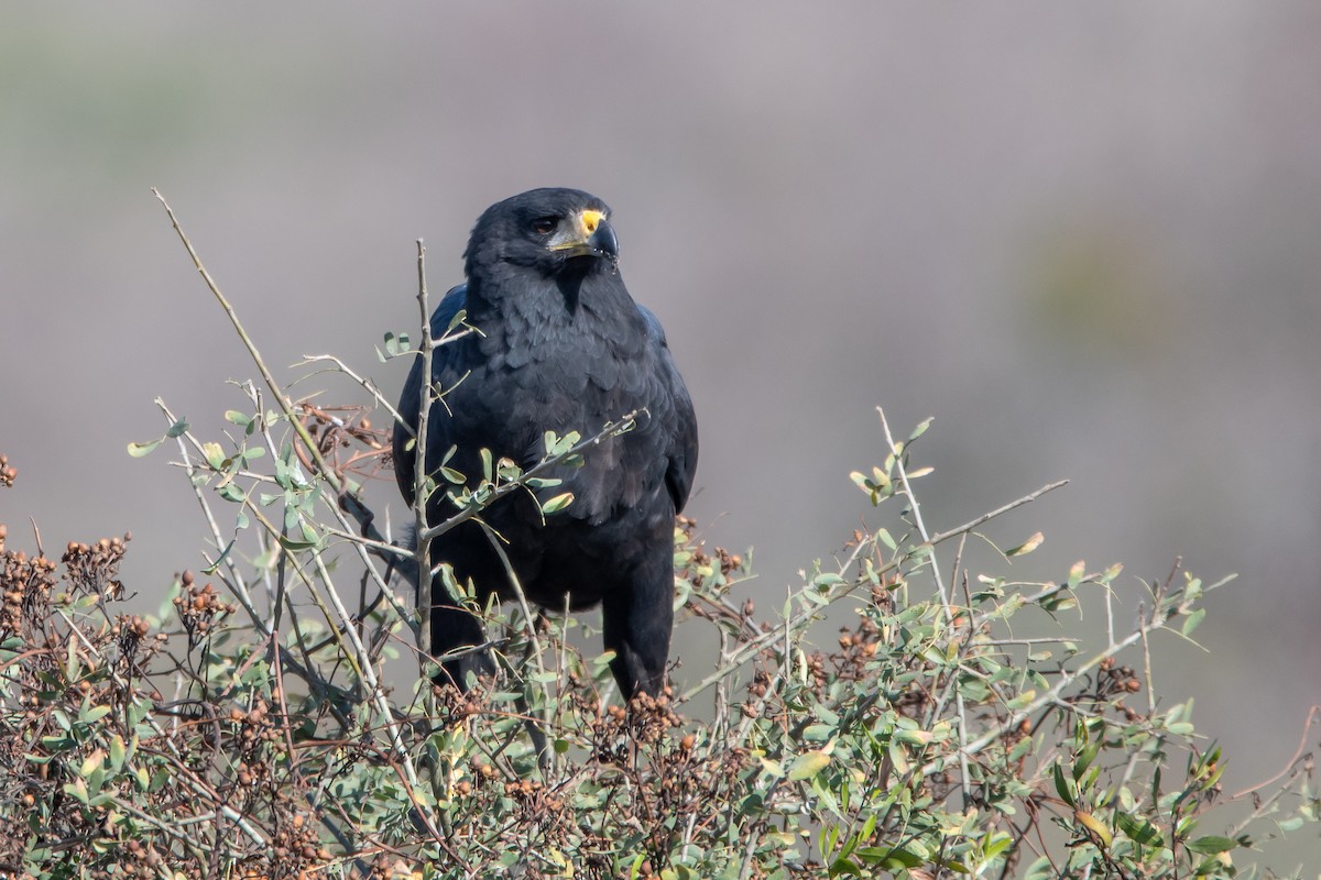 Great Black Hawk - ML473304391