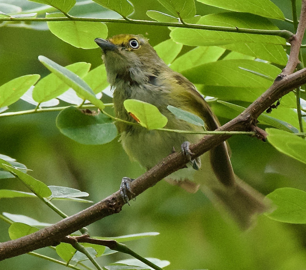 White-eyed Vireo - ML473304991