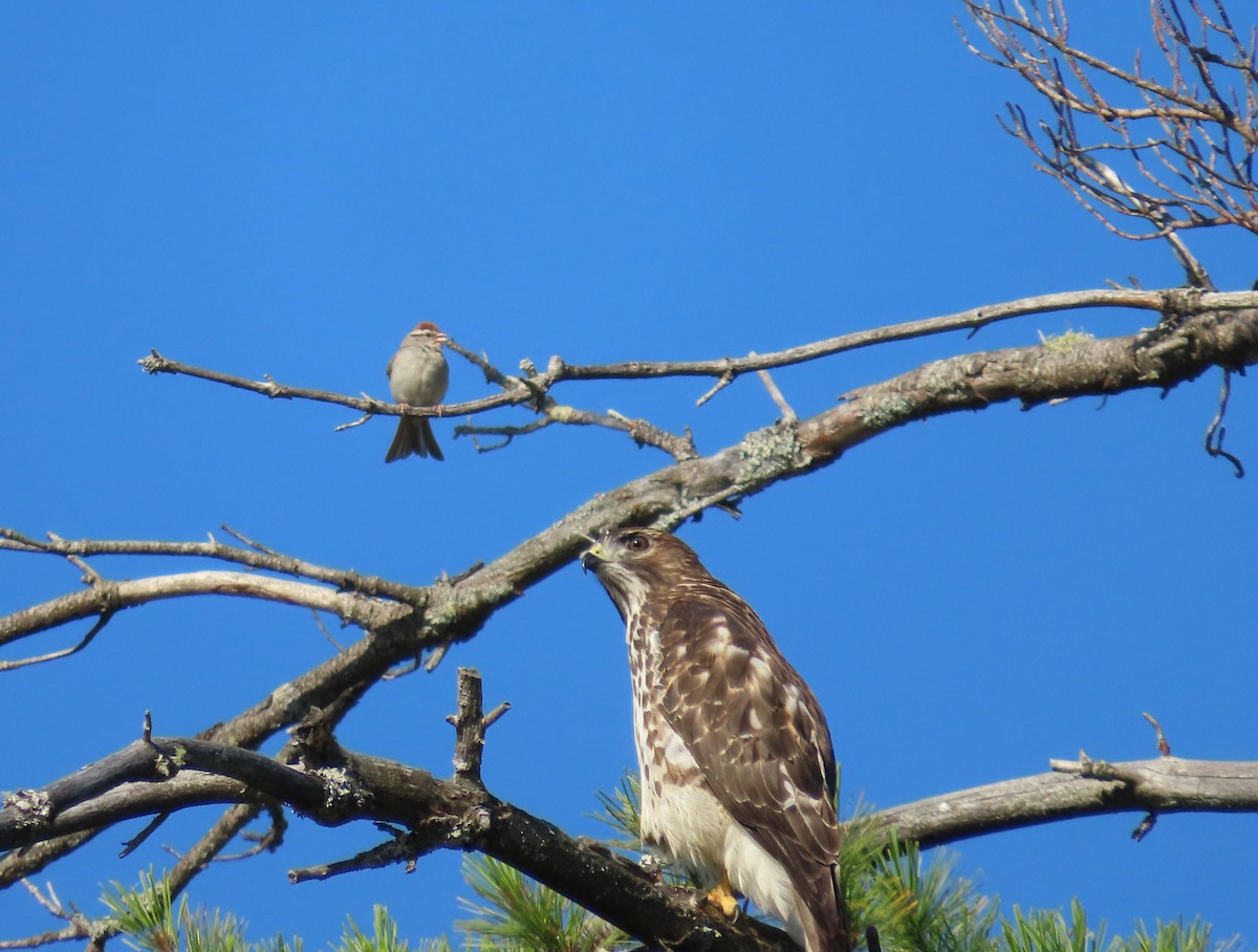 Broad-winged Hawk - ML473307961