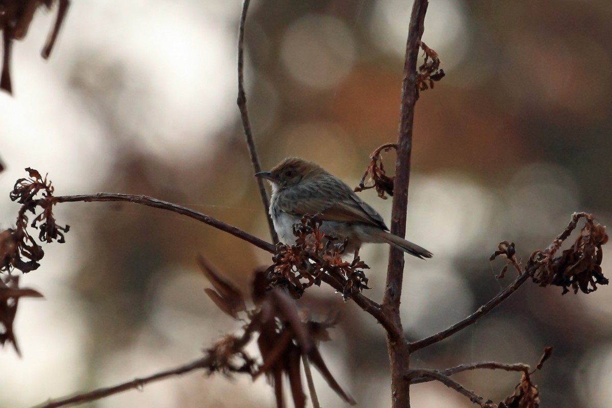 Rattling Cisticola - ML47330871