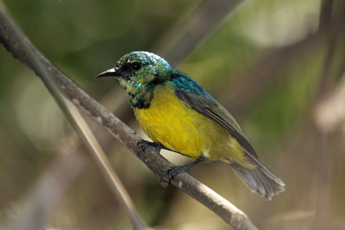 Collared Sunbird - ML47330951