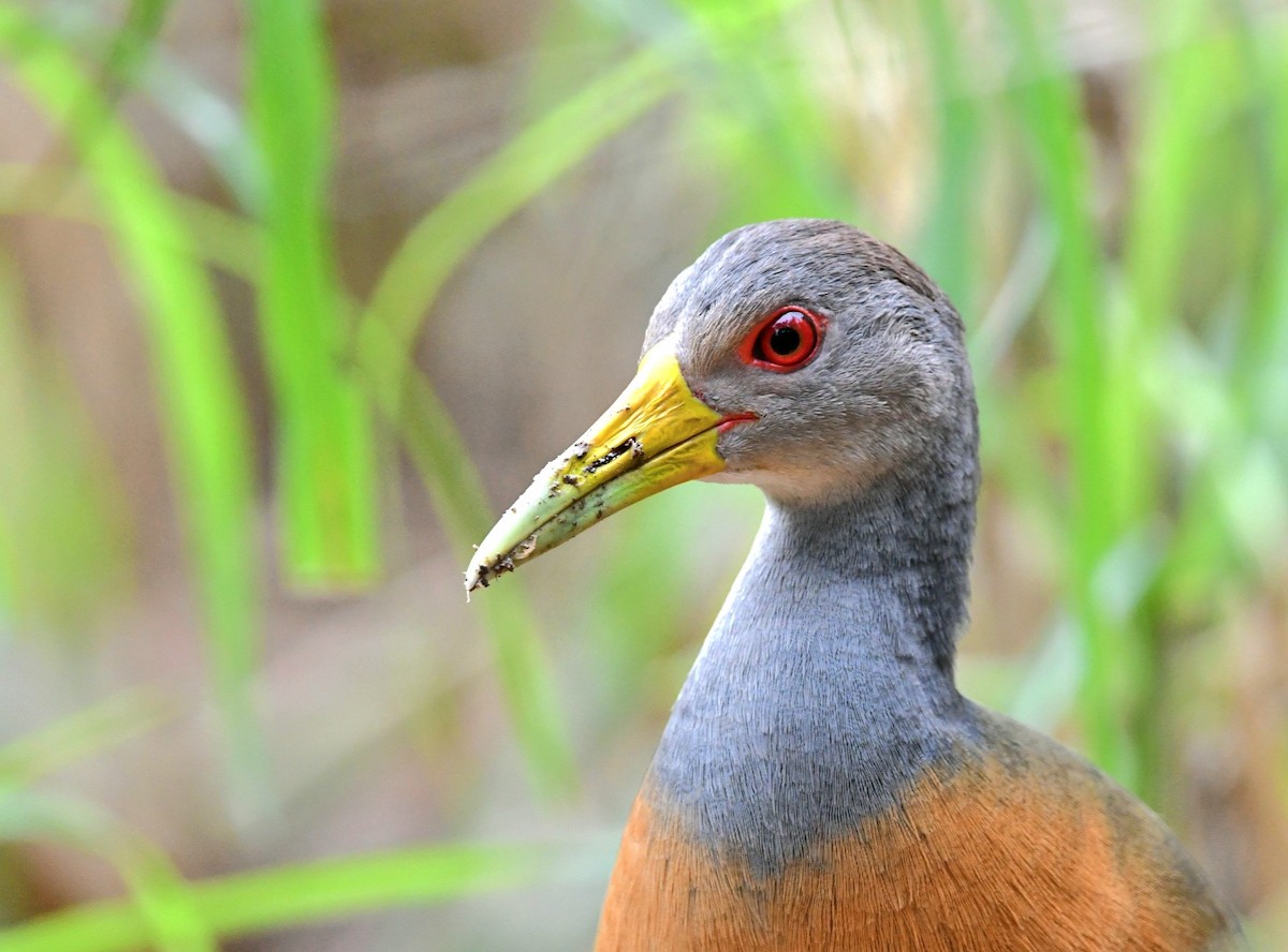 Gray-cowled Wood-Rail - Danilo Maciel