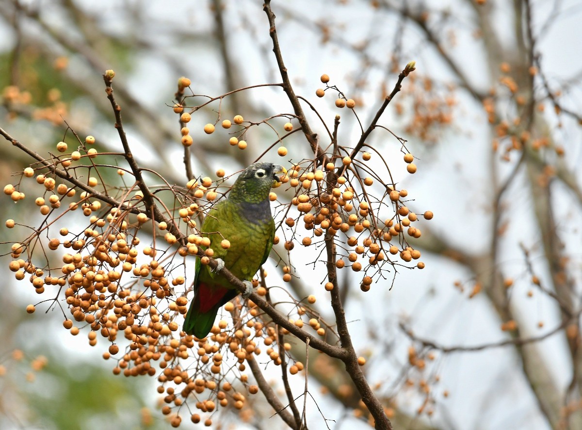 Папуга-червоногуз зеленощокий - ML473310001