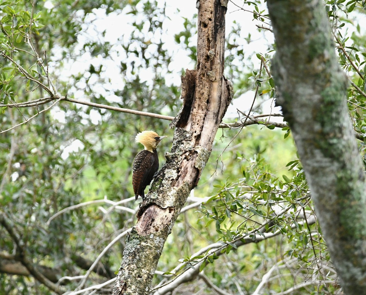 Pale-crested Woodpecker - ML473310021