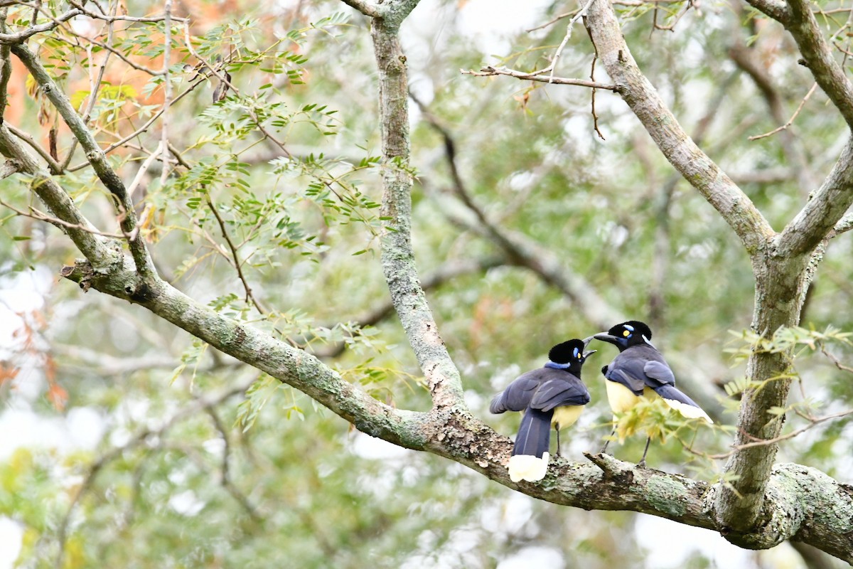 Plush-crested Jay - ML473310161