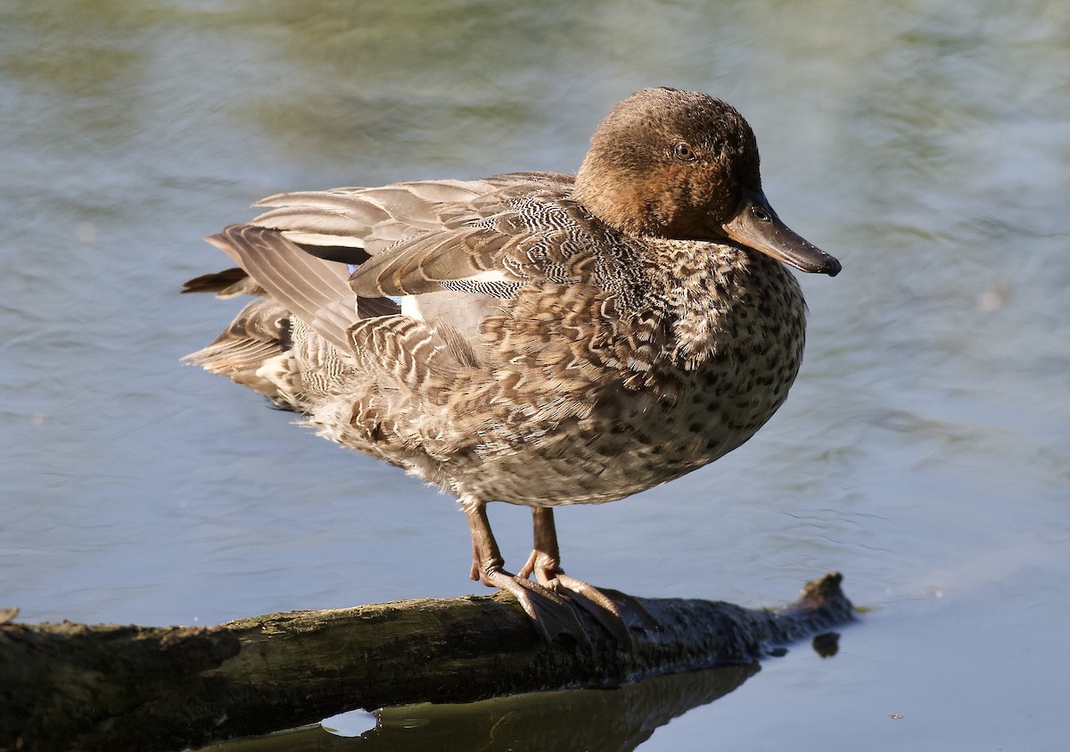 Green-winged Teal - Arto Keskinen