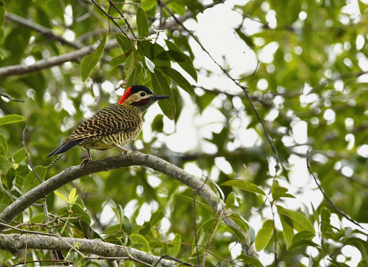 Green-barred Woodpecker - ML473310281