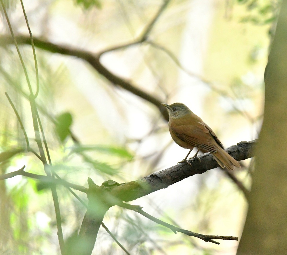 Pale-breasted Thrush - ML473310471