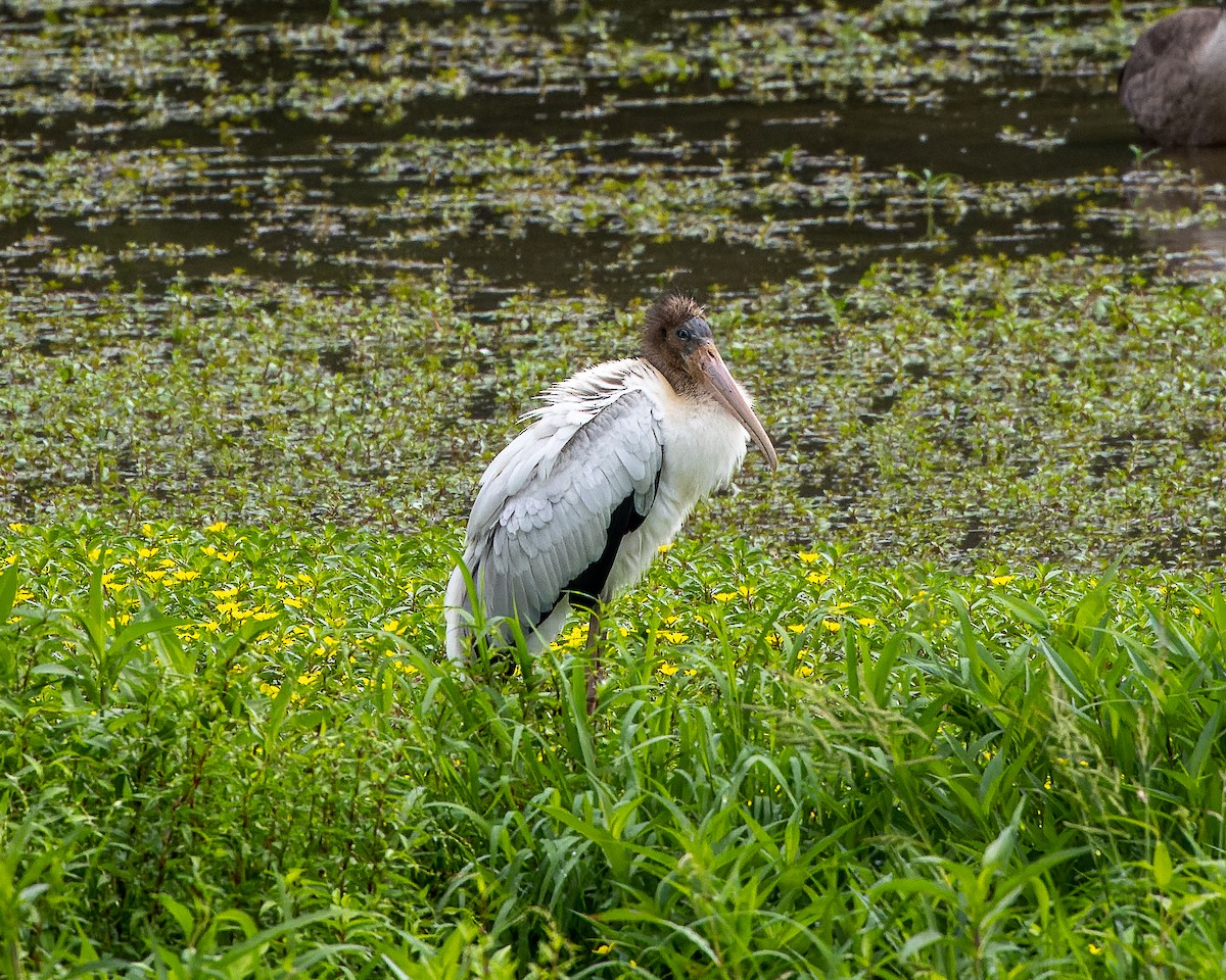 Wood Stork - Peter Hamner