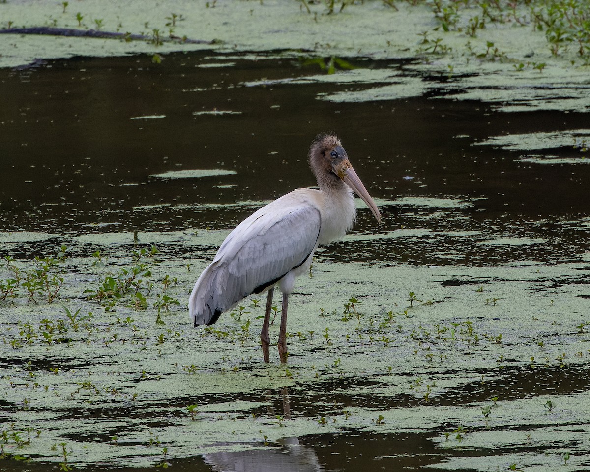 Wood Stork - ML473310811