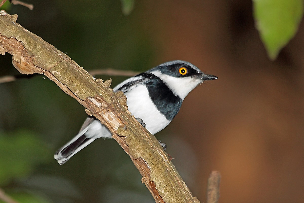 Boulton's Batis (Eastern) - ML47331151