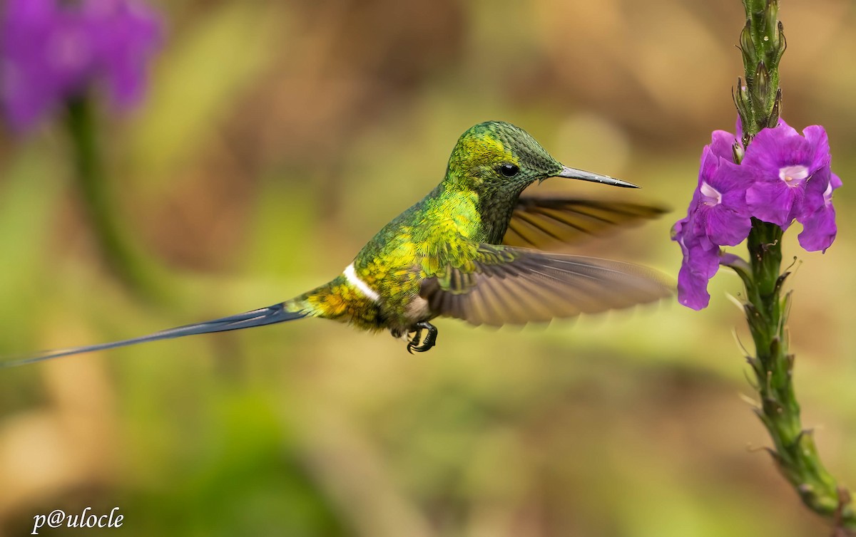 Black-bellied Thorntail - Paulo Clemente Guevara