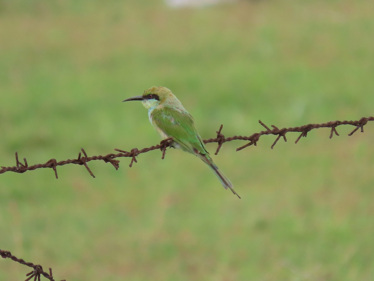 Asian Green Bee-eater - Sreekumar Chirukandoth