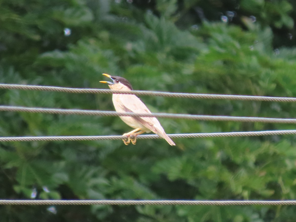 Brahminy Starling - ML473313031