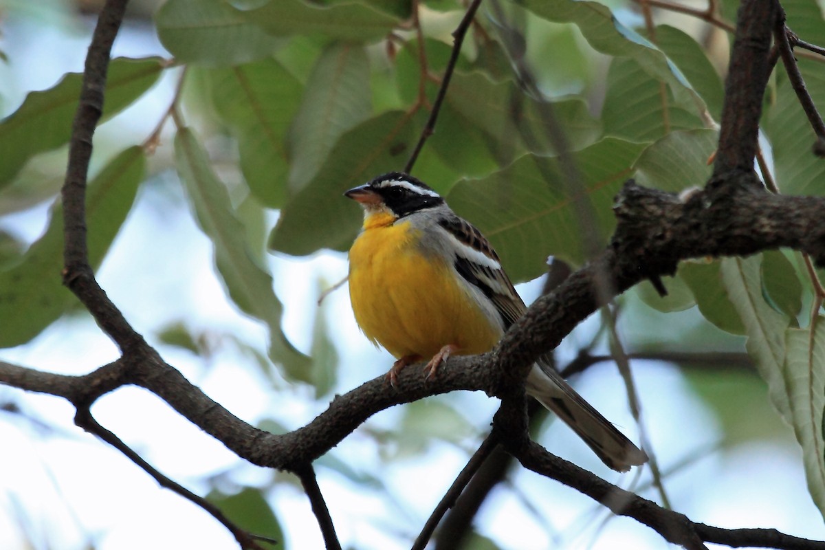 Cabanis's Bunting (Three-streaked) - Nigel Voaden