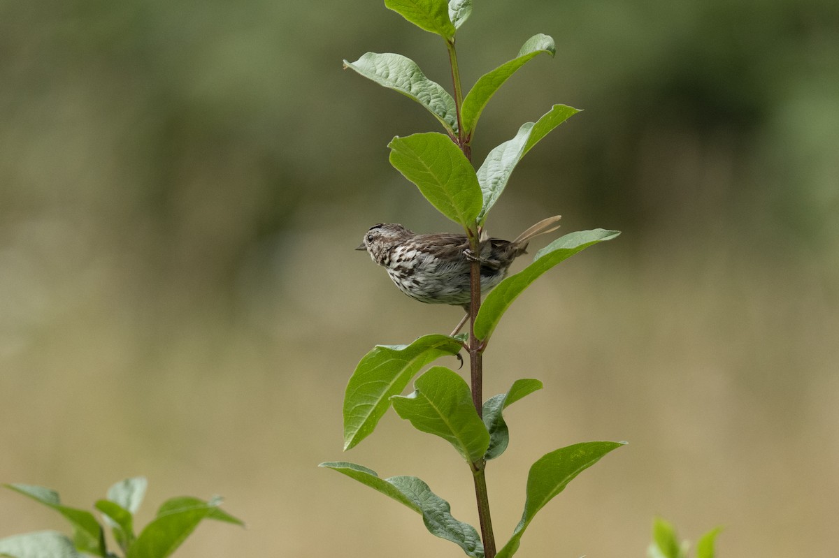 Song Sparrow - ML473313431