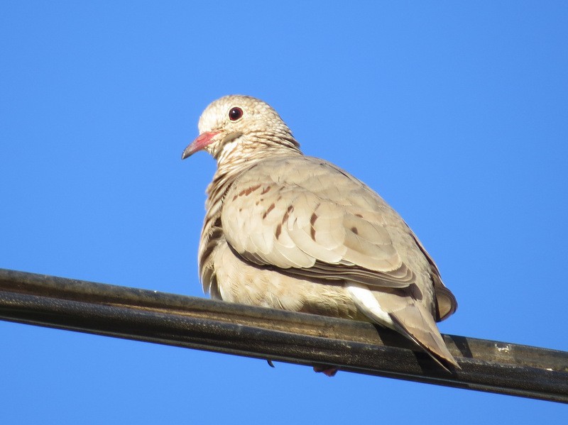 Common Ground Dove - ML47331491