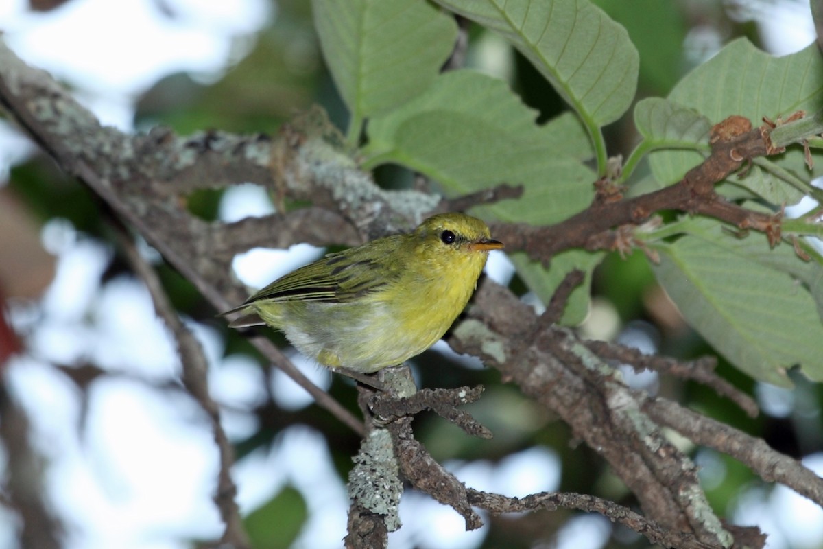 Laura's Woodland-Warbler - ML47331531