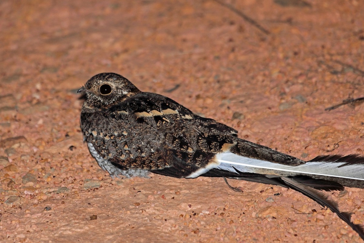 ML47331701 - Pennant-winged Nightjar - Macaulay Library