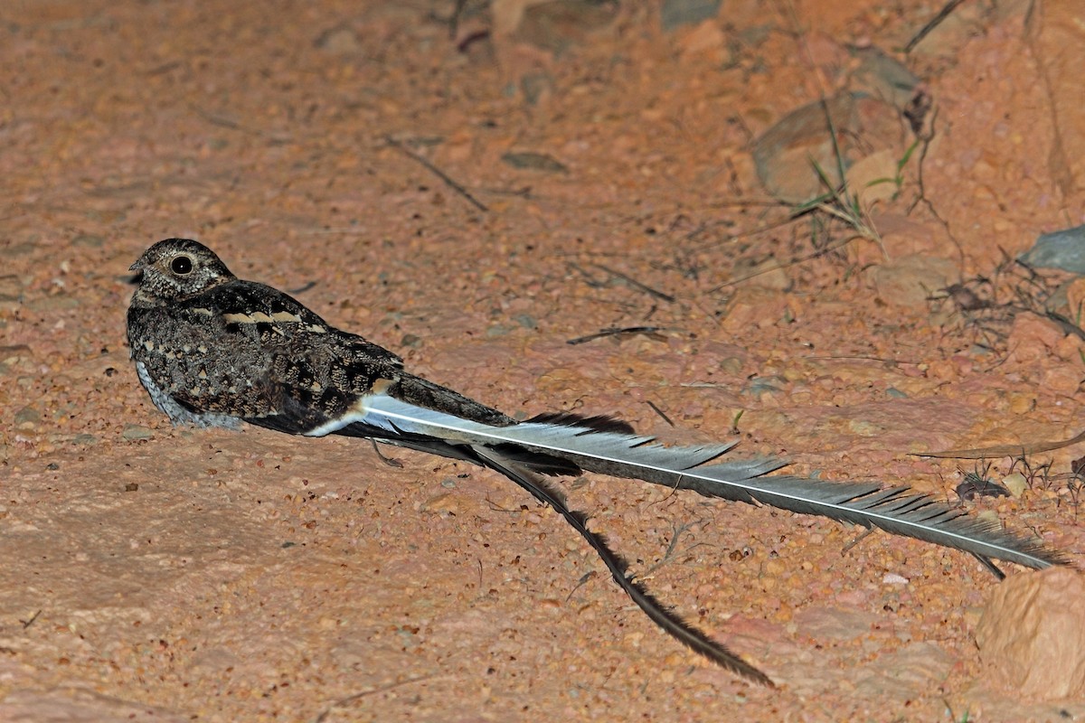 Pennant-winged Nightjar - ML47331711